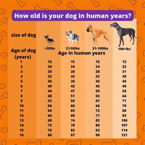 Is 10 old for a dog?
