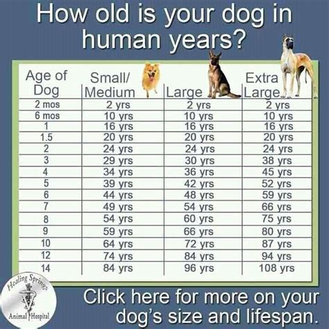 Is 10 years a good life for a dog?