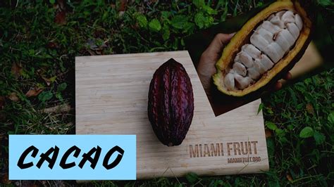 Is 100% cacao safe to eat?