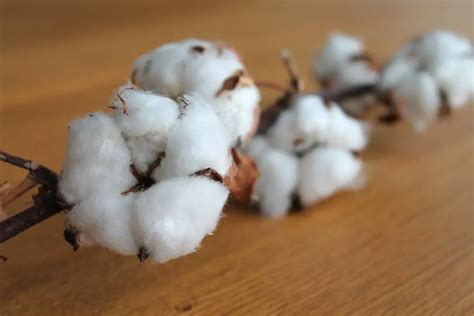 Is 100 cotton expensive?