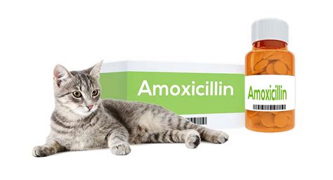 Is 100 mg of amoxicillin too much for a cat?