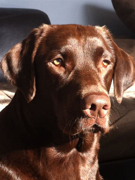 Is 12 old for a chocolate lab?