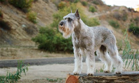 Is 13 old for a schnauzer?