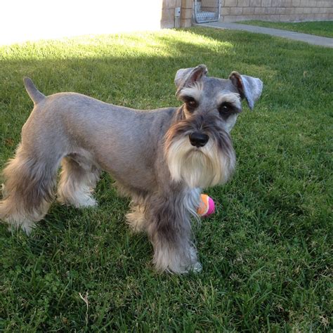 Is 14 old for a schnauzer?