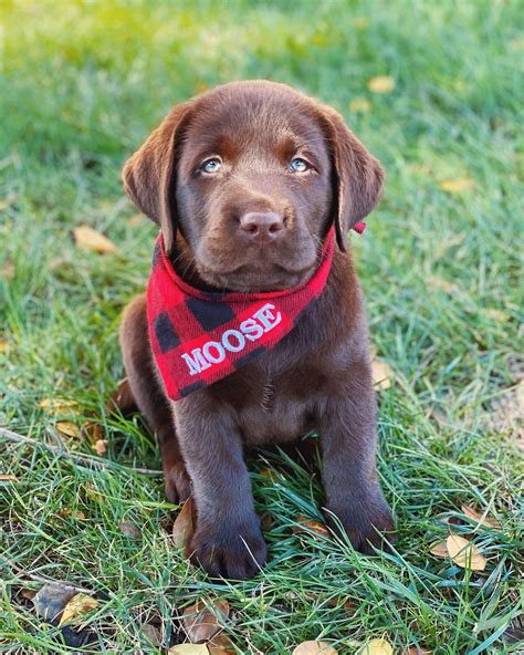 Is 15 old for a chocolate lab?