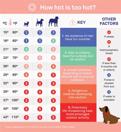 Is 19 degrees OK for dogs?