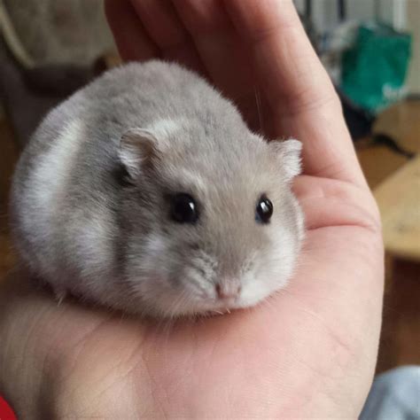 Is 2.5 years old for a hamster?