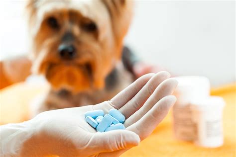 Is 250 mg Tylenol toxic to a dog?