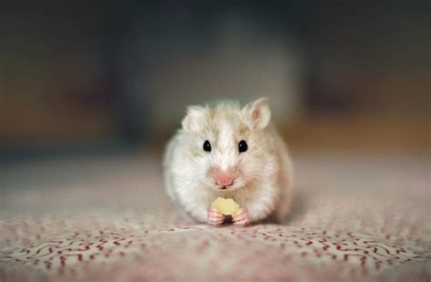 Is 3 a good age for a hamster?