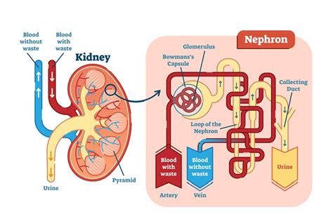 Is 30 kidney function good?