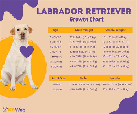 Is 36 kg heavy for a Labrador?