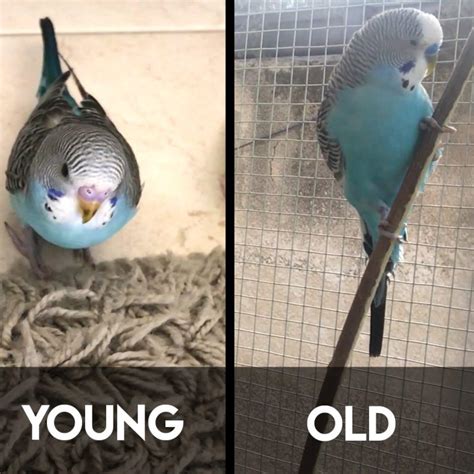 Is 4 old for a budgie?