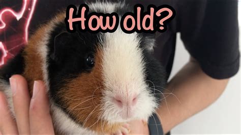 Is 4 years old for a guinea pig?