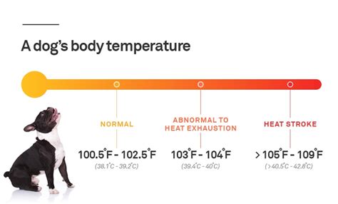 Is 40 degrees bad for dogs?