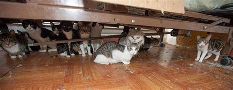 Is 5 cats hoarding?