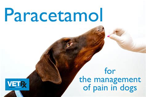Is 500mg paracetamol strong for dogs?