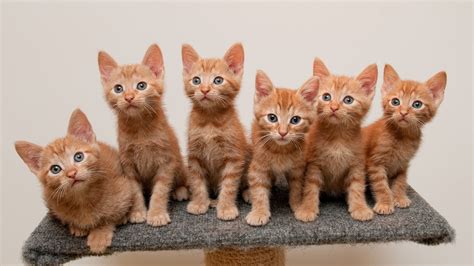 Is 6 kittens a lot?