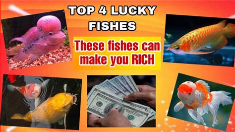 Is 7 fish lucky?