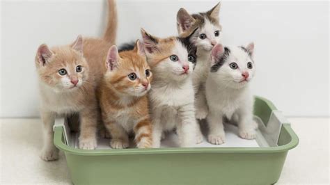 Is 7 kittens a big litter?