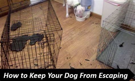 Is 8 hours too long to leave a dog in a crate?