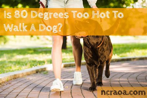 Is 80 degrees too hot to walk dogs?