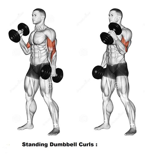 Is 8kg good for bicep curls?