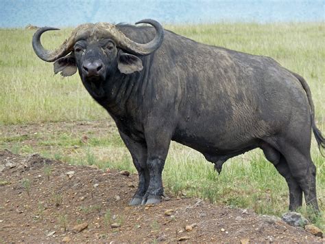 Is A Buffalo a male or a female?