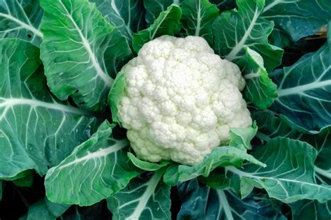 Is A Cauliflower A berry?