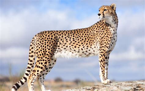 Is A Cheetah a mammals?