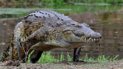 Is A Crocodile A mammal?
