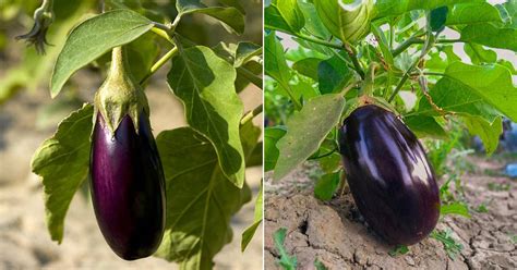 Is A Eggplant A berry?