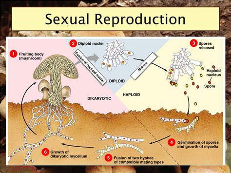 Is A Fungus asexual?