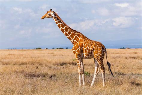Is A Giraffe A mammal?