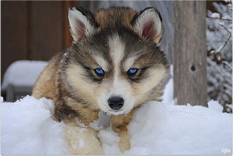 Is A Husky a wolf?