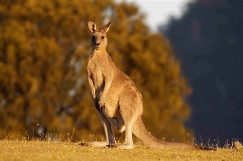 Is A Kangaroo A mammals?