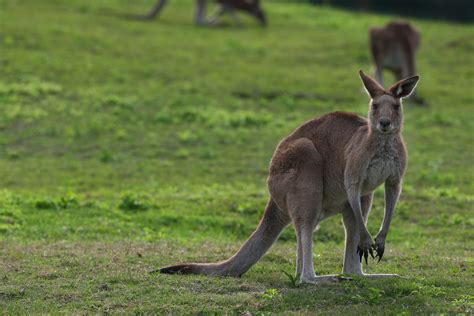 Is A Kangaroo A marsupial?