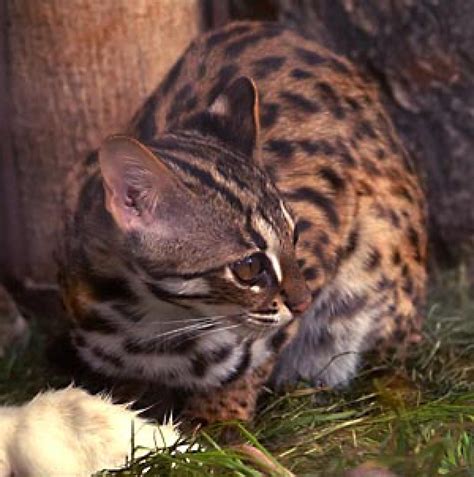 Is A Leopard Cat rare?