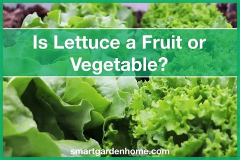 Is A Lettuce A berry?