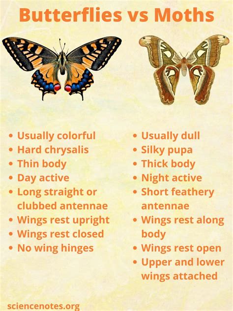 Is A Moth a butterfly?