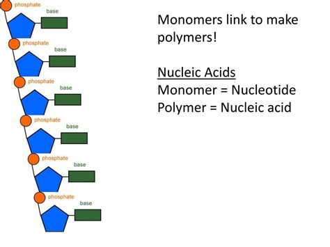 Is A Nucleotide A monomer?