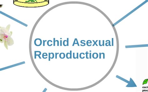 Is A Orchid asexual?