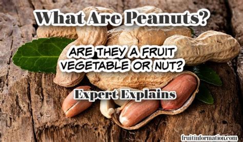 Is A Peanut a fruit?