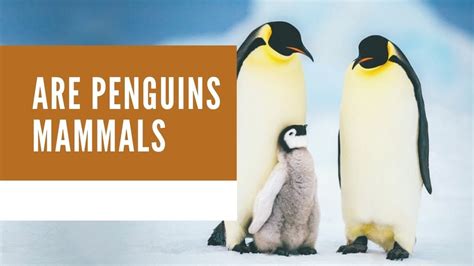 Is A Penguin A mammal?