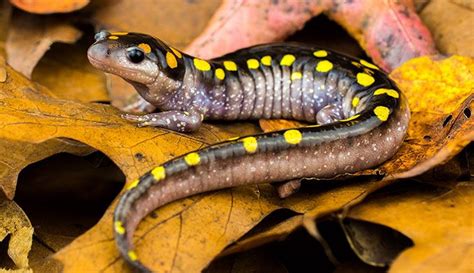 Is A Salamander A mammal?