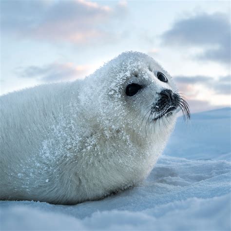 Is A Seal A mammal?