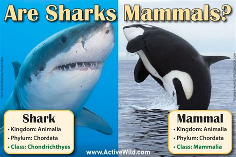 Is A Shark A mammal?