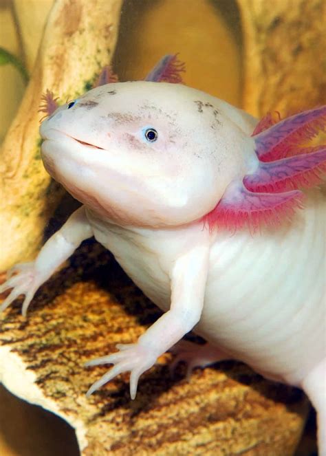 Is A axolotl A fish?