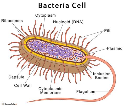 Is A bacteria a cell?