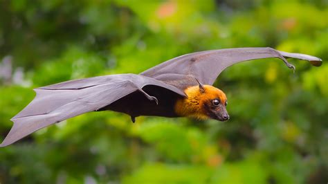 Is A bat A mammal?