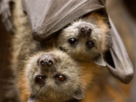 Is A bat considered a mammal?